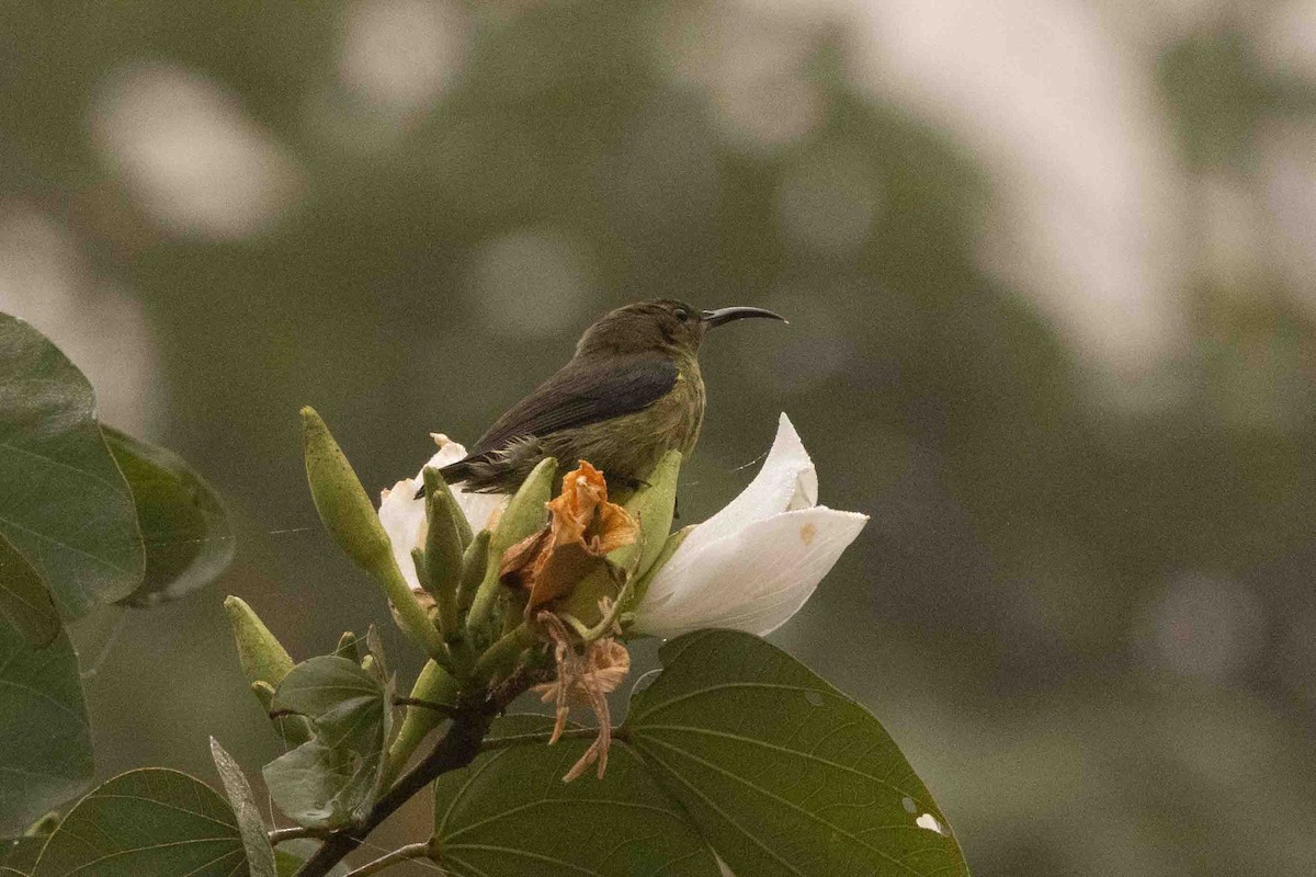 Malagasy Sunbird - Ann Van Sant