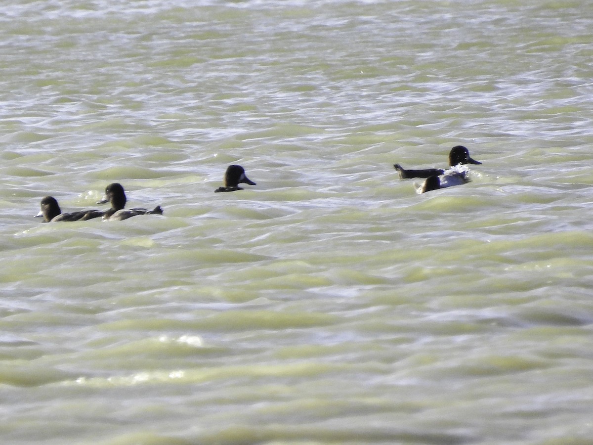 Lesser Scaup - ML619772618