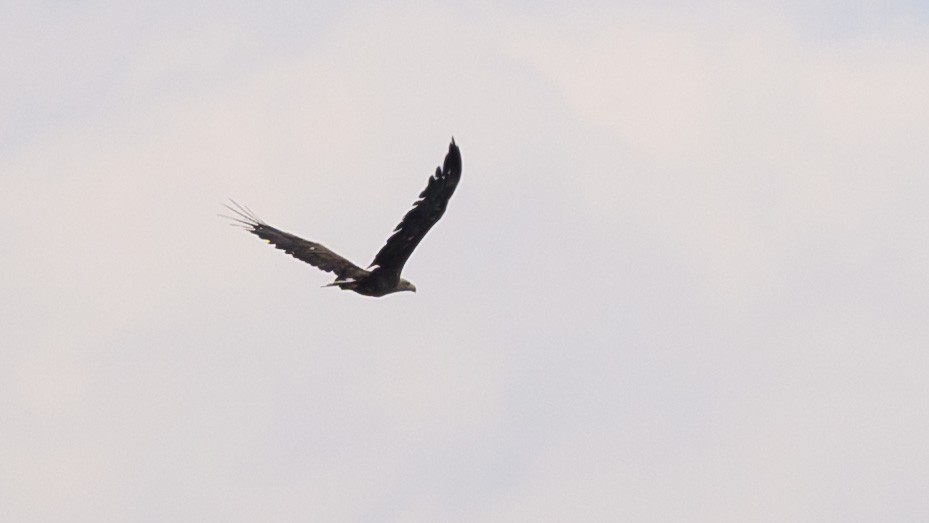 White-tailed Eagle - ML619772619