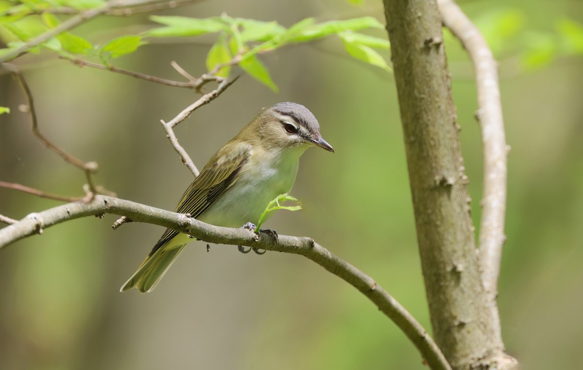 Red-eyed Vireo - Channa Jayasinghe