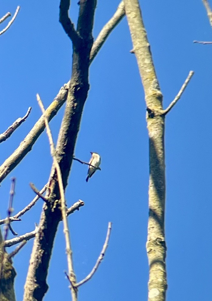 Olive-sided Flycatcher - ML619772657