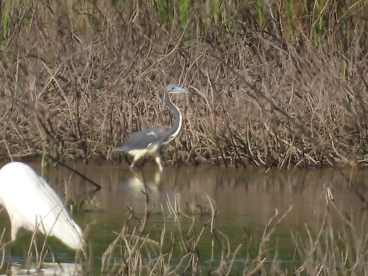 Tricolored Heron - ML619772667