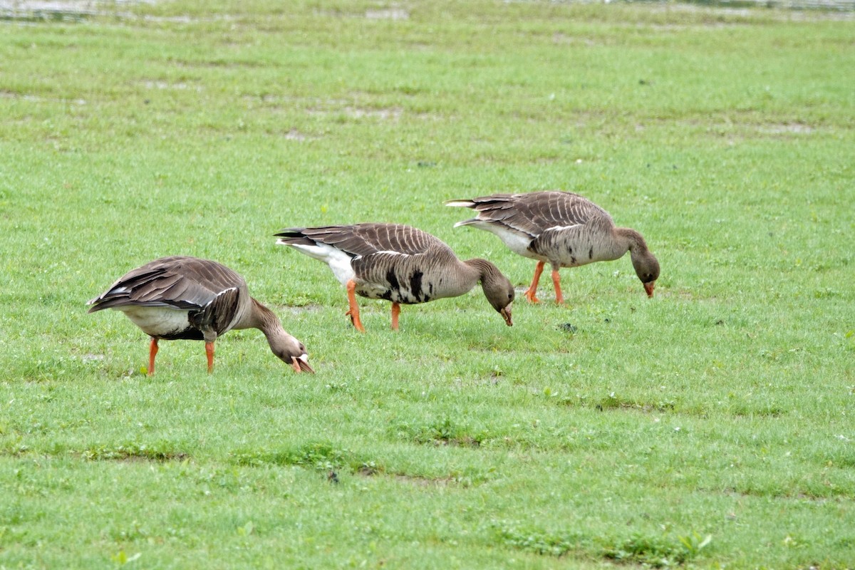 Greater White-fronted Goose - ML619772679