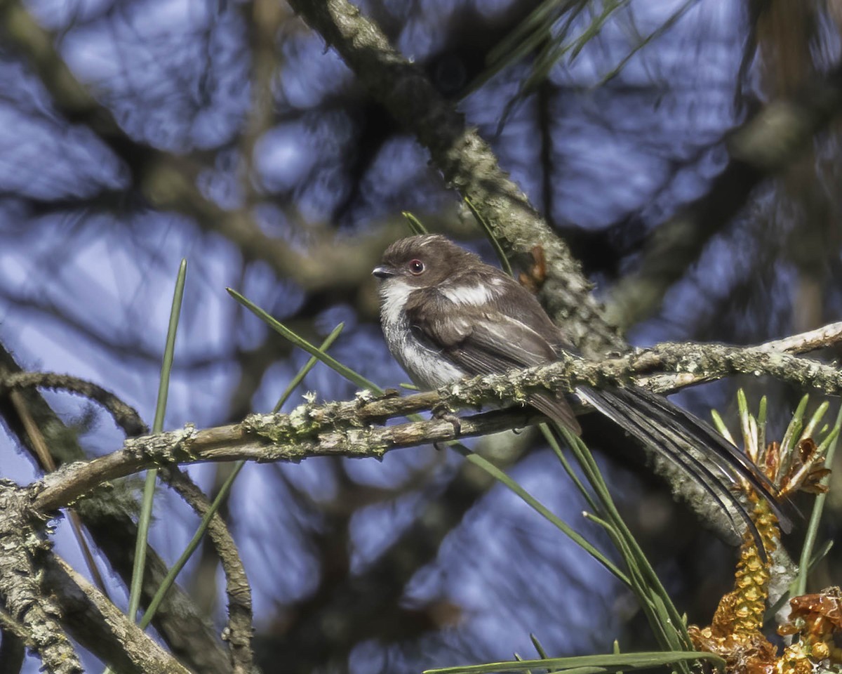 Long-tailed Tit - ML619772691