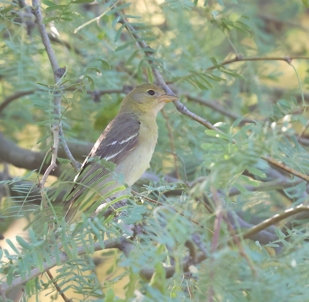 Western Tanager - ML619772716