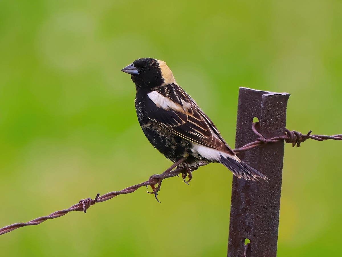 Bobolink - ML619772730