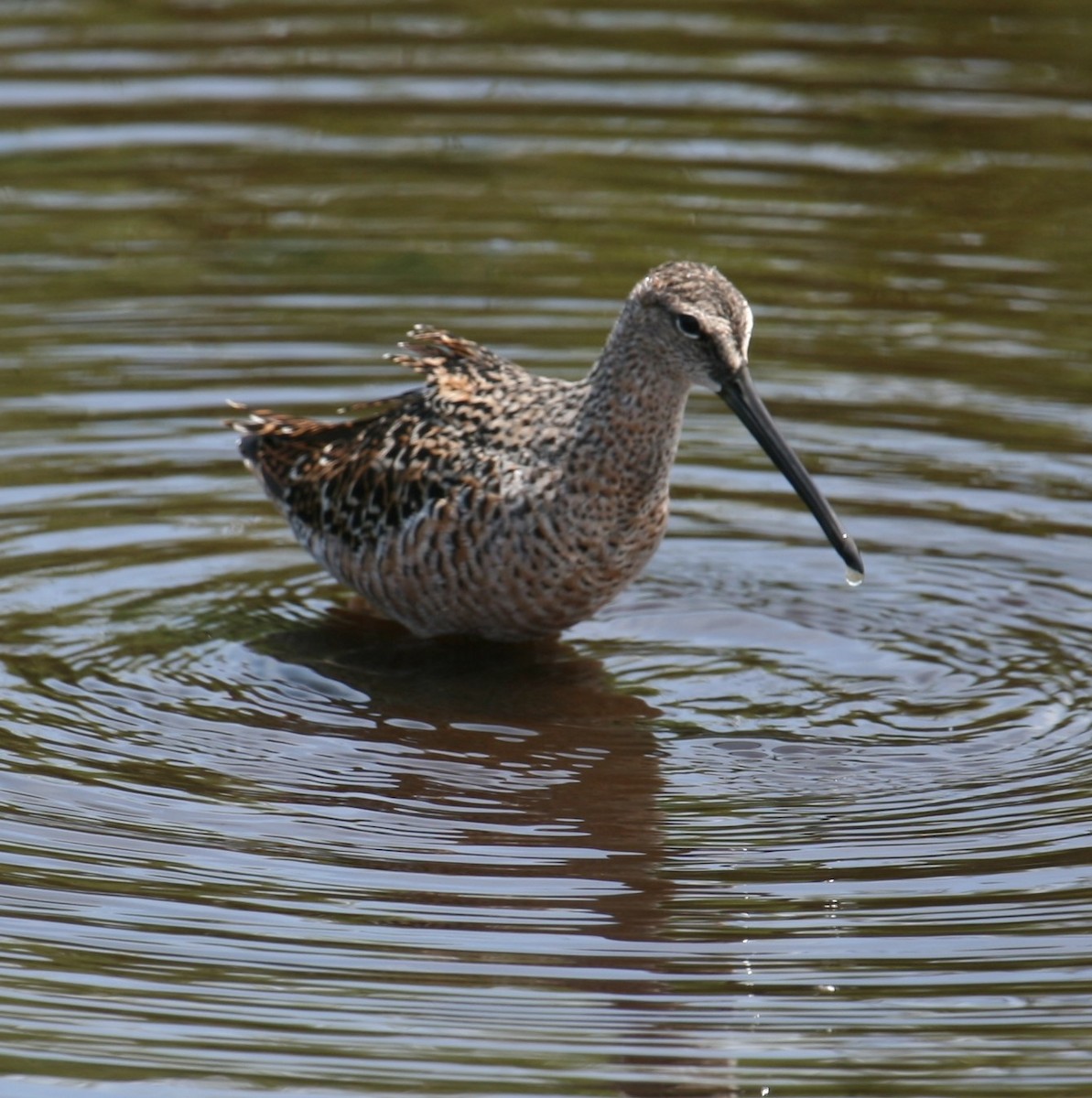 Long-billed Dowitcher - ML619772735