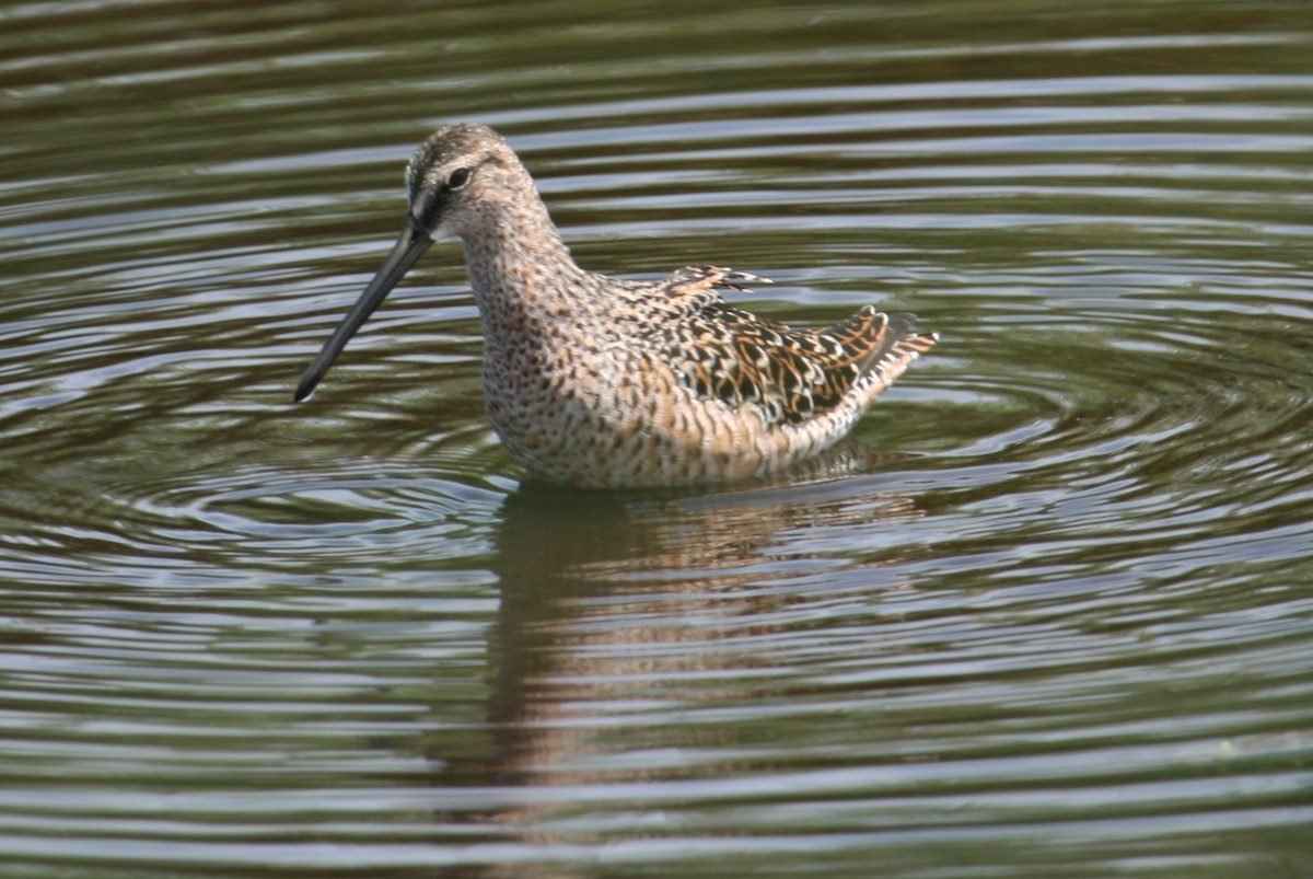 Long-billed Dowitcher - ML619772741