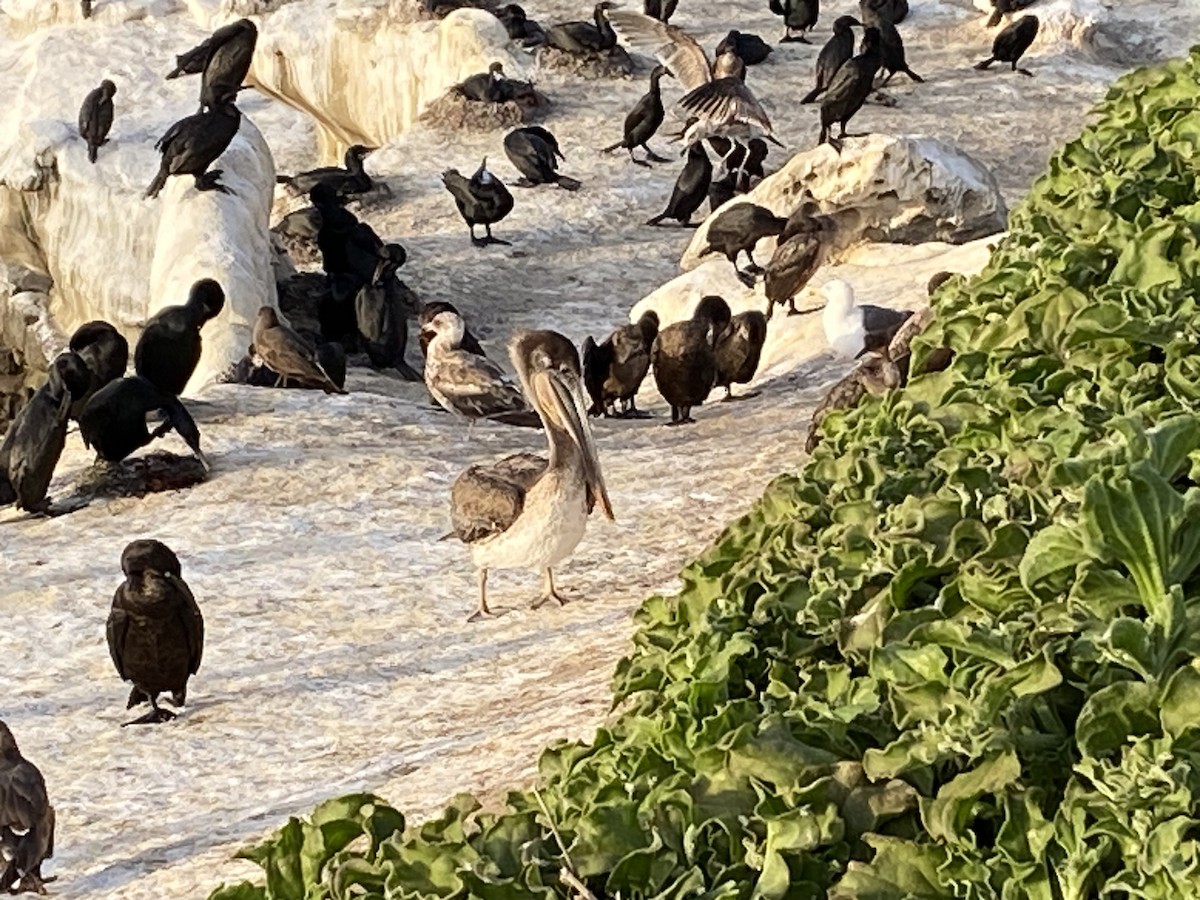 Brown Pelican (California) - ML619772742