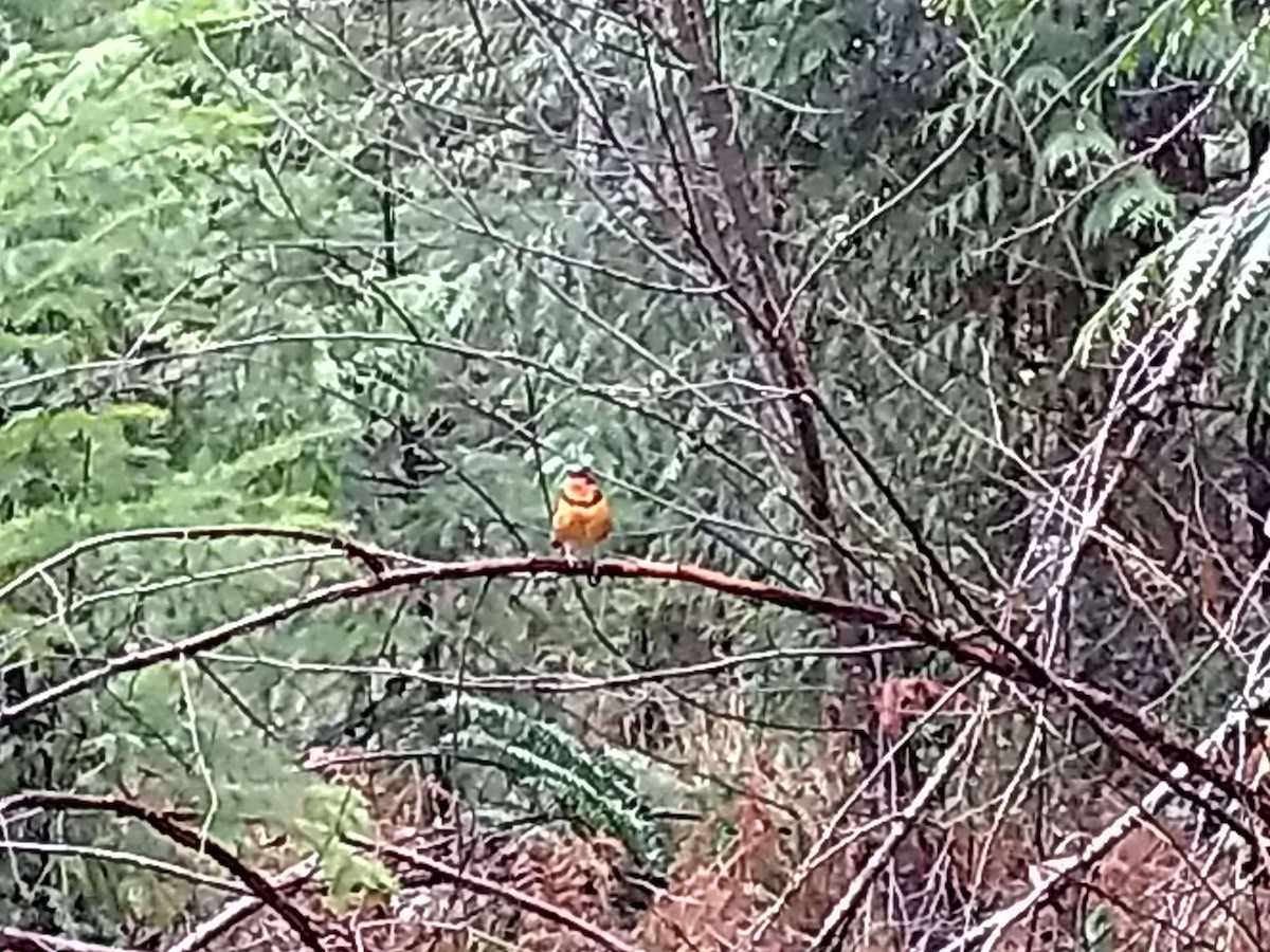 Varied Thrush - ML619772752