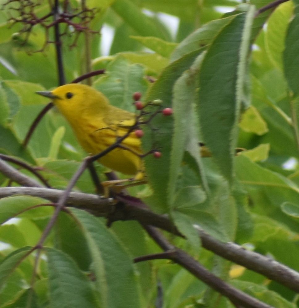 Paruline jaune - ML619772759