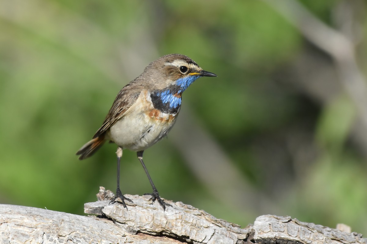 Blaukehlchen - ML619772764