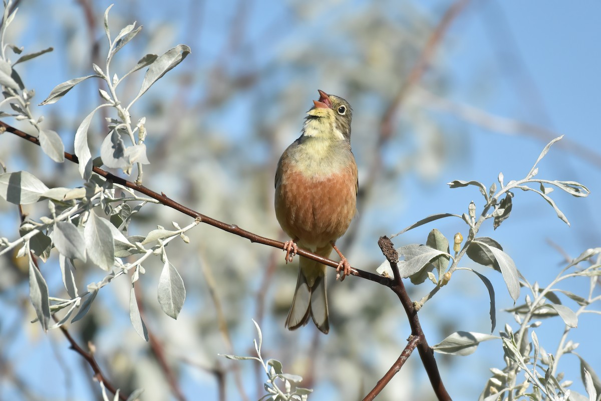 Ortolan Bunting - ML619772771