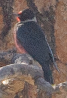 Lewis's Woodpecker - ML619772811