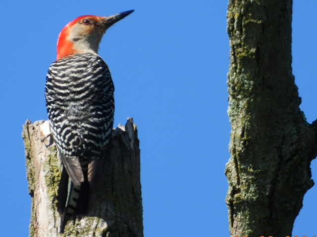 Red-bellied Woodpecker - ML619772822