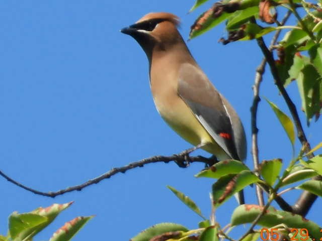 Cedar Waxwing - ML619772832