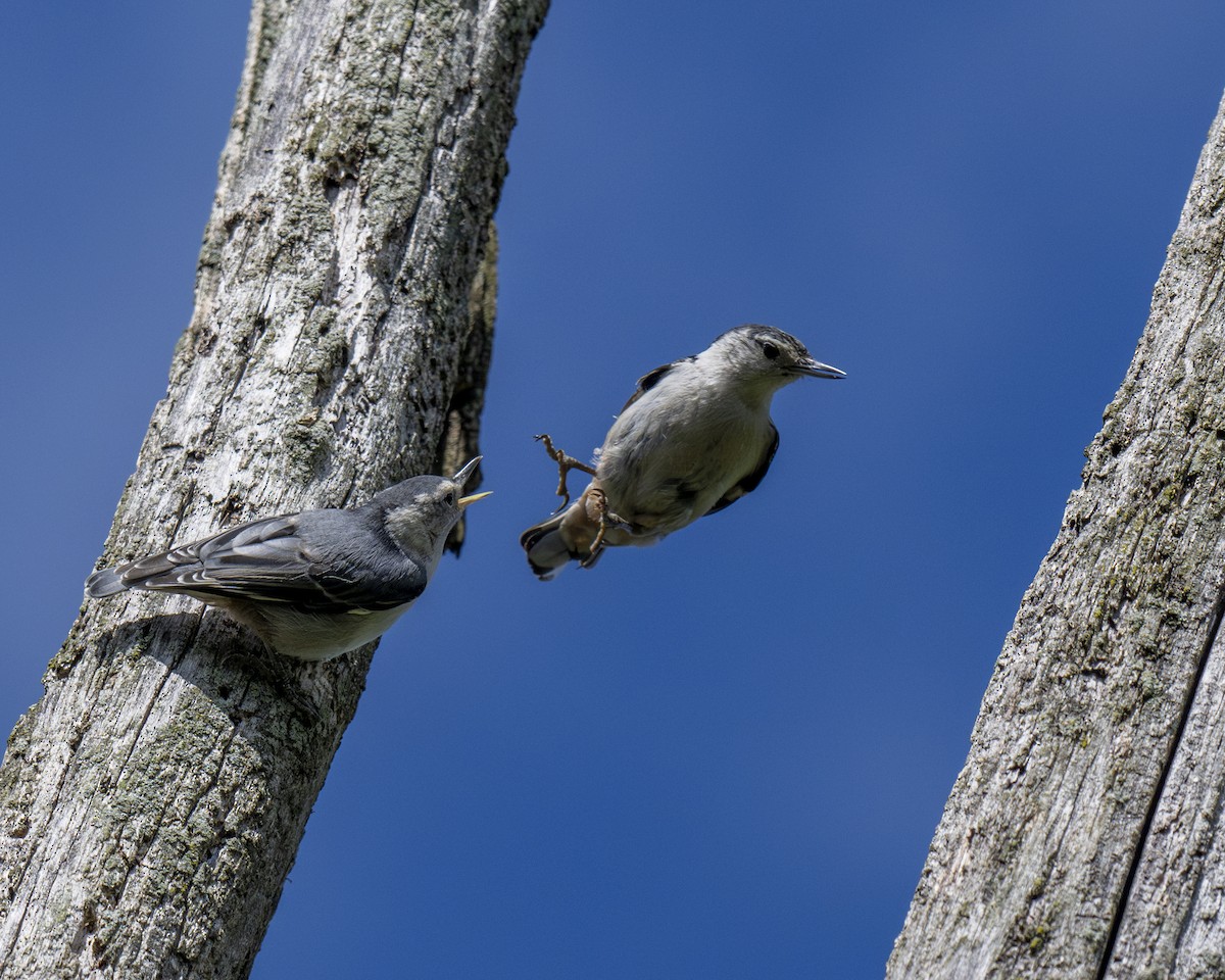 White-breasted Nuthatch - ML619772848