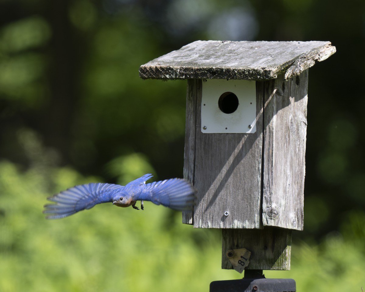 Eastern Bluebird - ML619772859