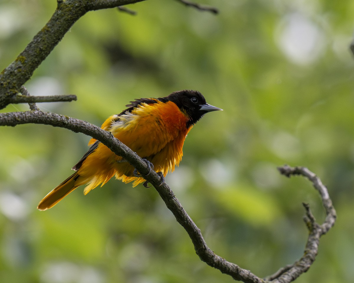 Baltimore Oriole - ML619772871