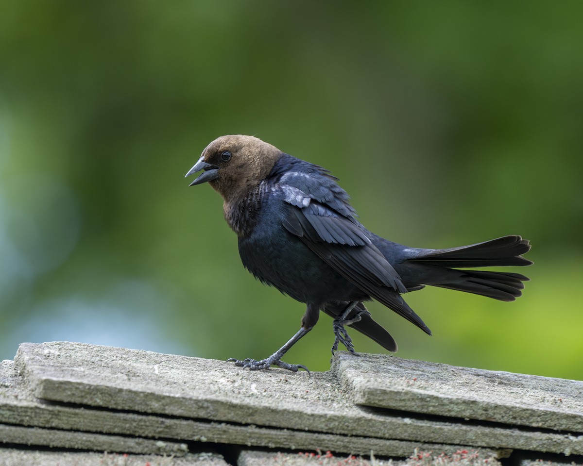 Brown-headed Cowbird - ML619772881