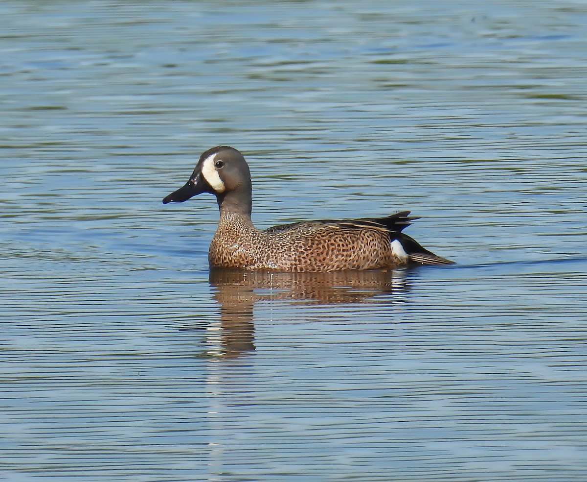 Blue-winged Teal - ML619772886