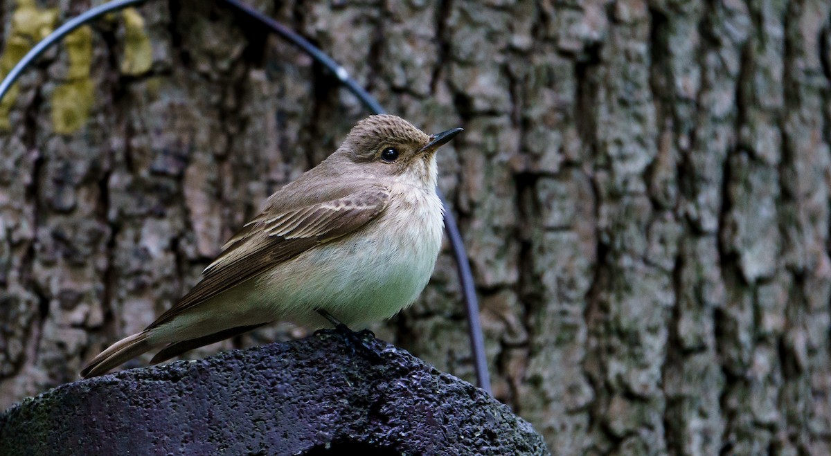 Spotted Flycatcher - ML619772888