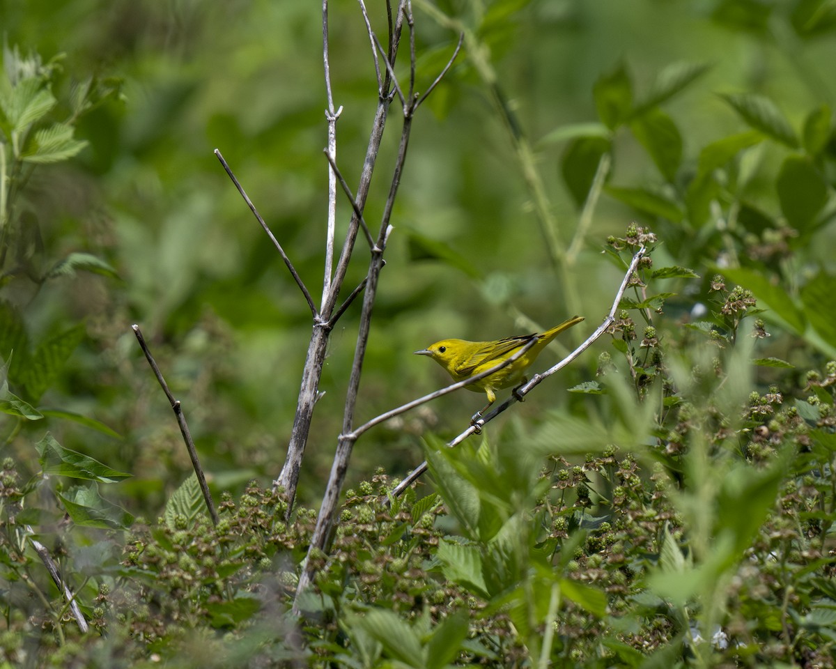 Paruline jaune - ML619772890