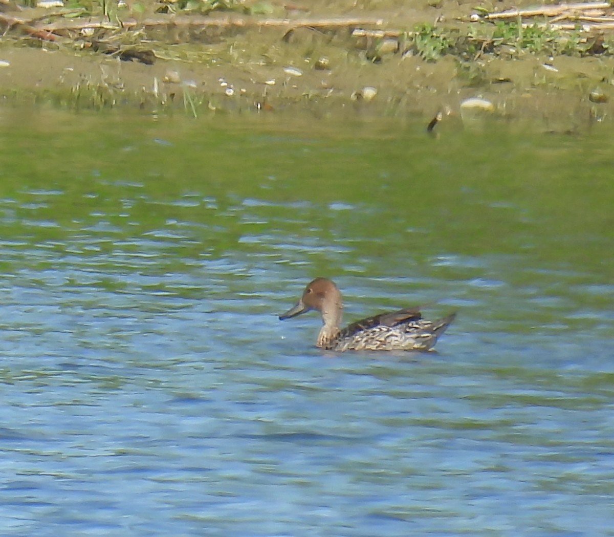 Northern Pintail - ML619772894