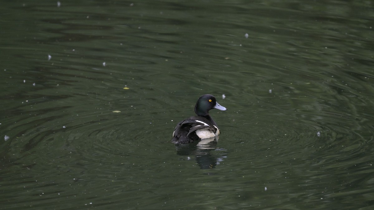 Tufted Duck - ML619772910