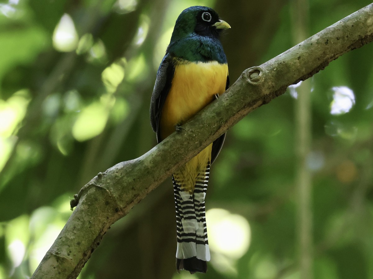 Northern Black-throated Trogon - ML619772916