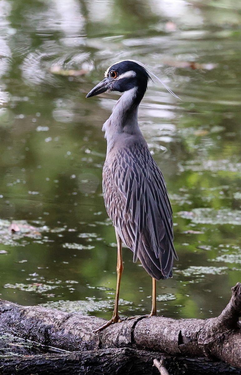 Yellow-crowned Night Heron - ML619772926