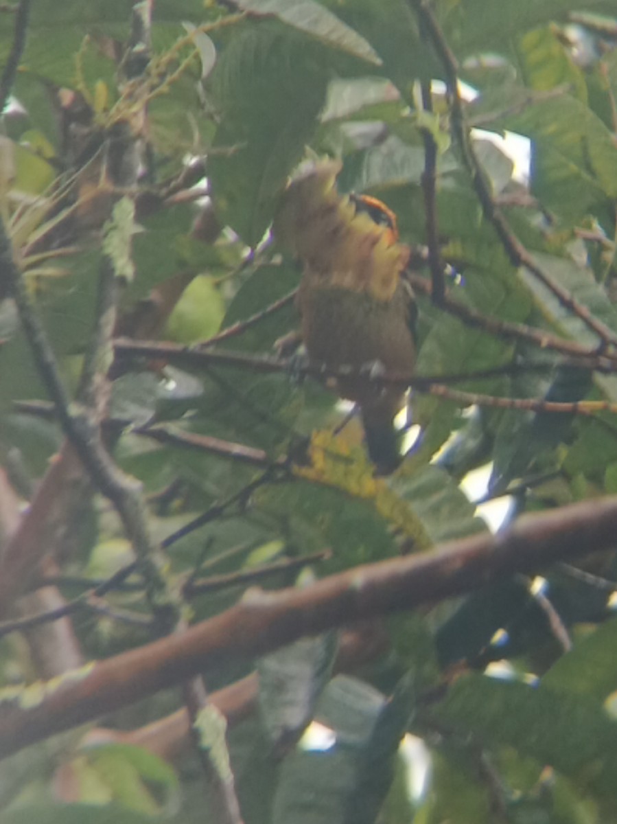 Flame-faced Tanager - ML619772929