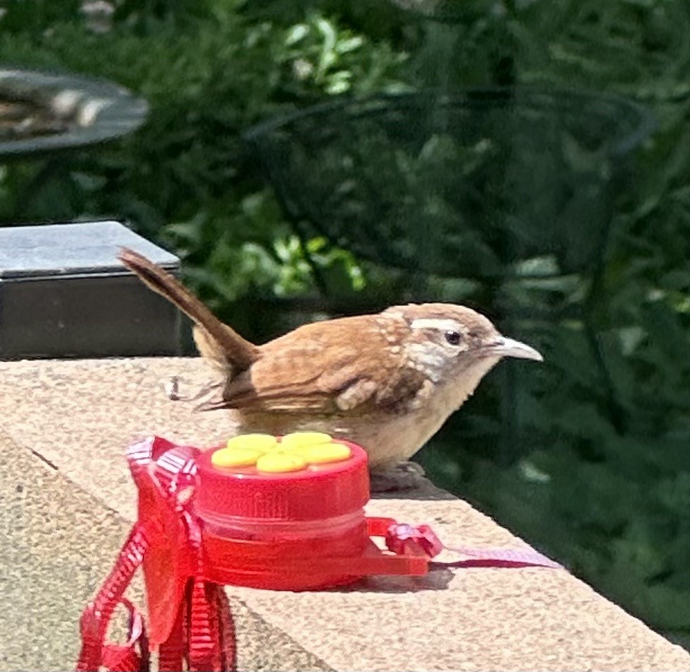 Carolina Wren - ML619772940