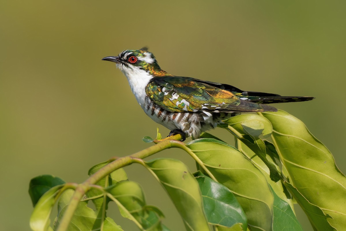 Dideric Cuckoo - ML619772947