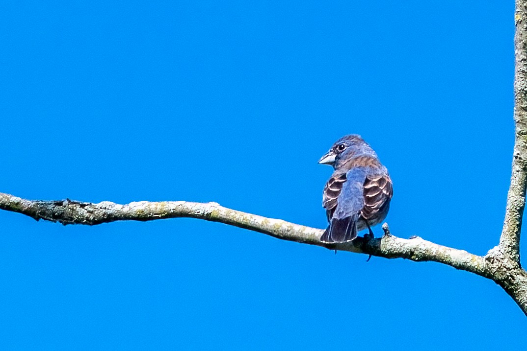 Blue Grosbeak - ML619772968