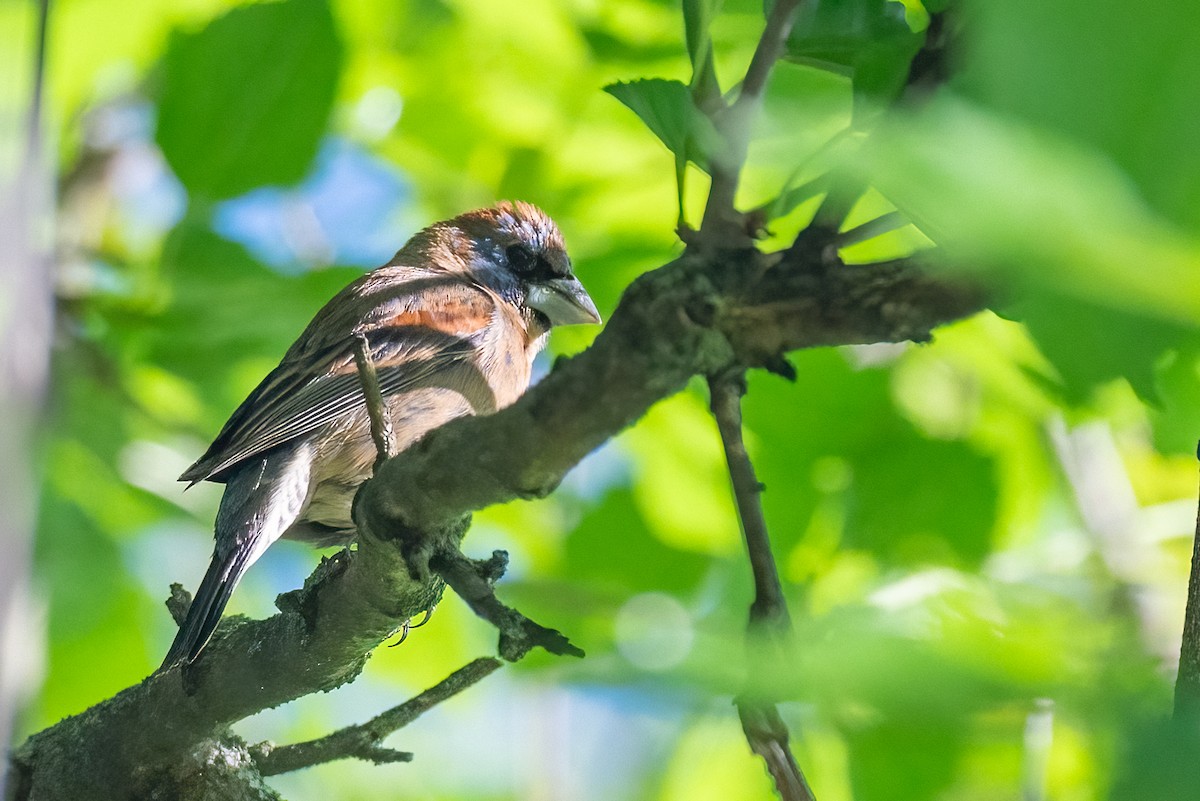 Blue Grosbeak - ML619772969