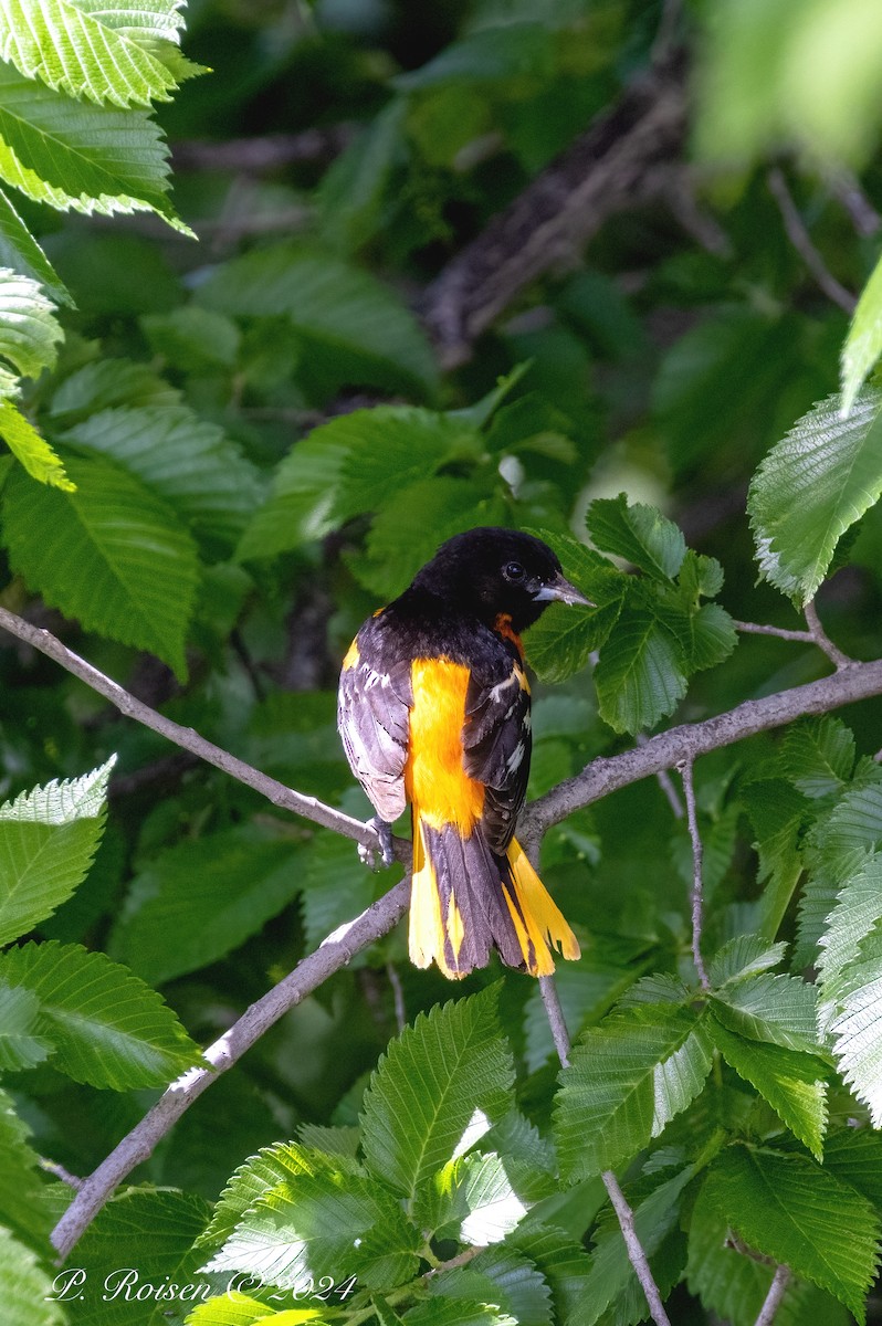 Baltimore Oriole - ML619773002