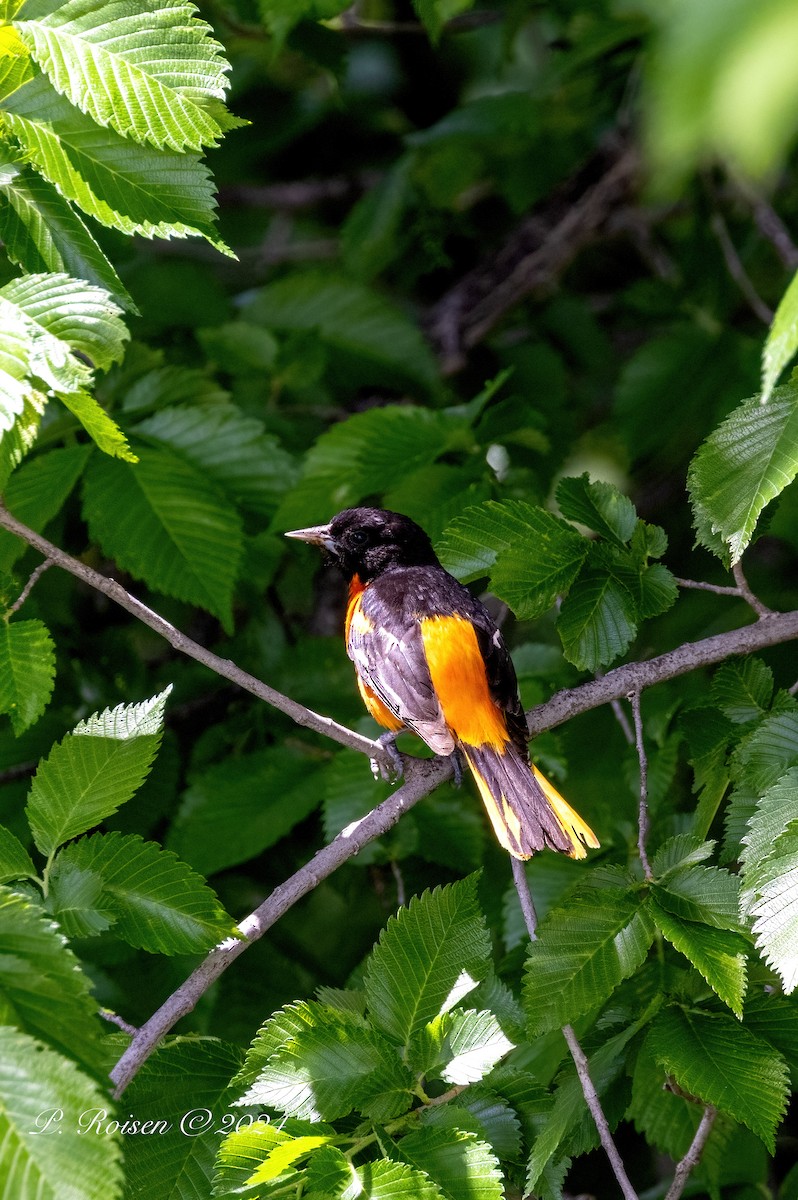 Baltimore Oriole - ML619773003