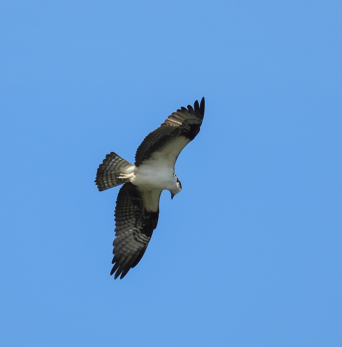 Águila Pescadora - ML619773013