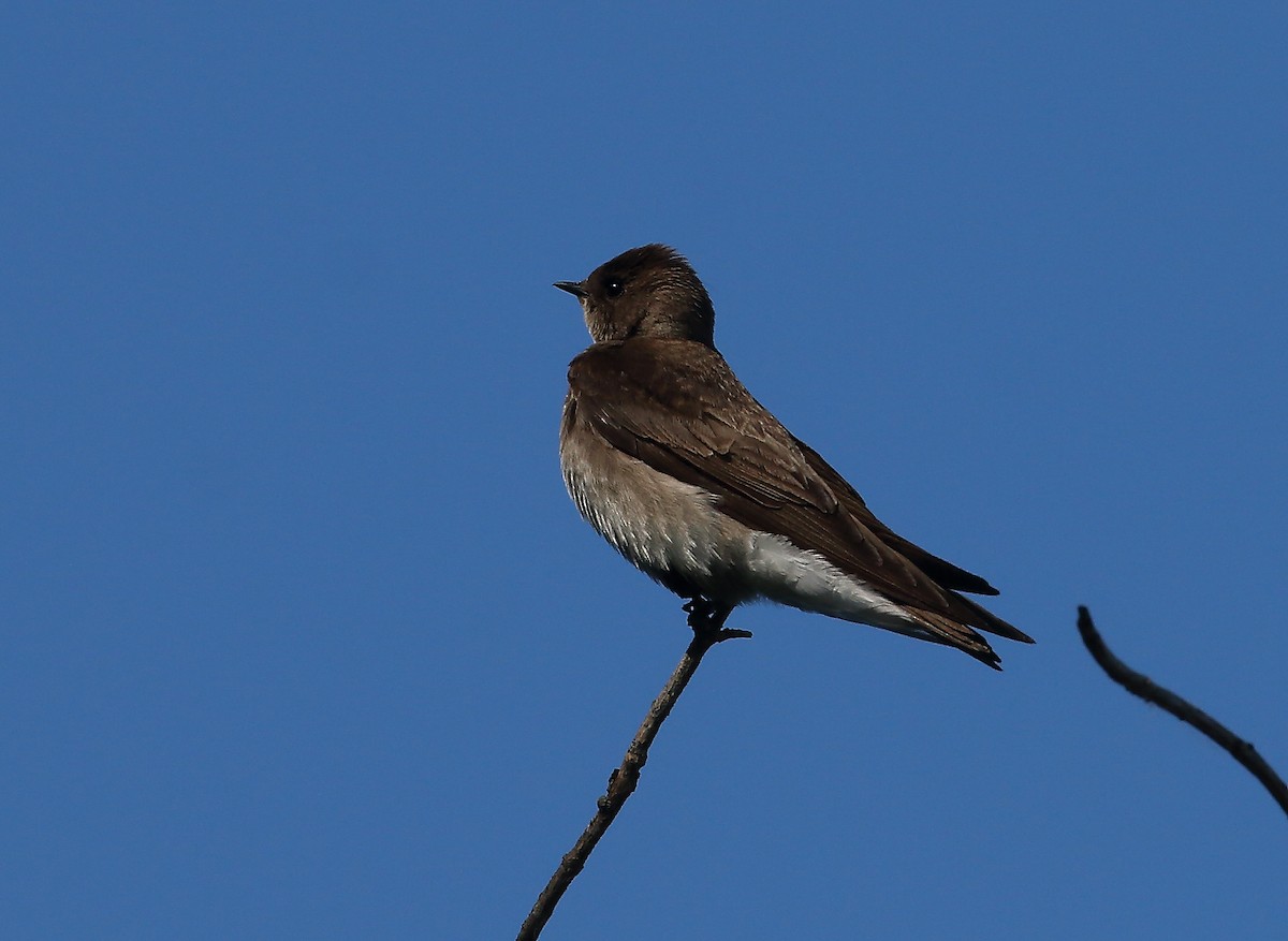 Northern Rough-winged Swallow - ML619773043