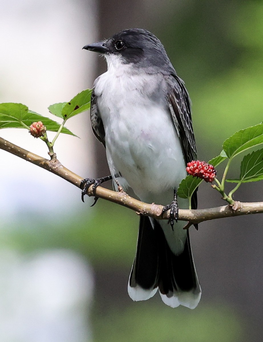 Eastern Kingbird - ML619773063