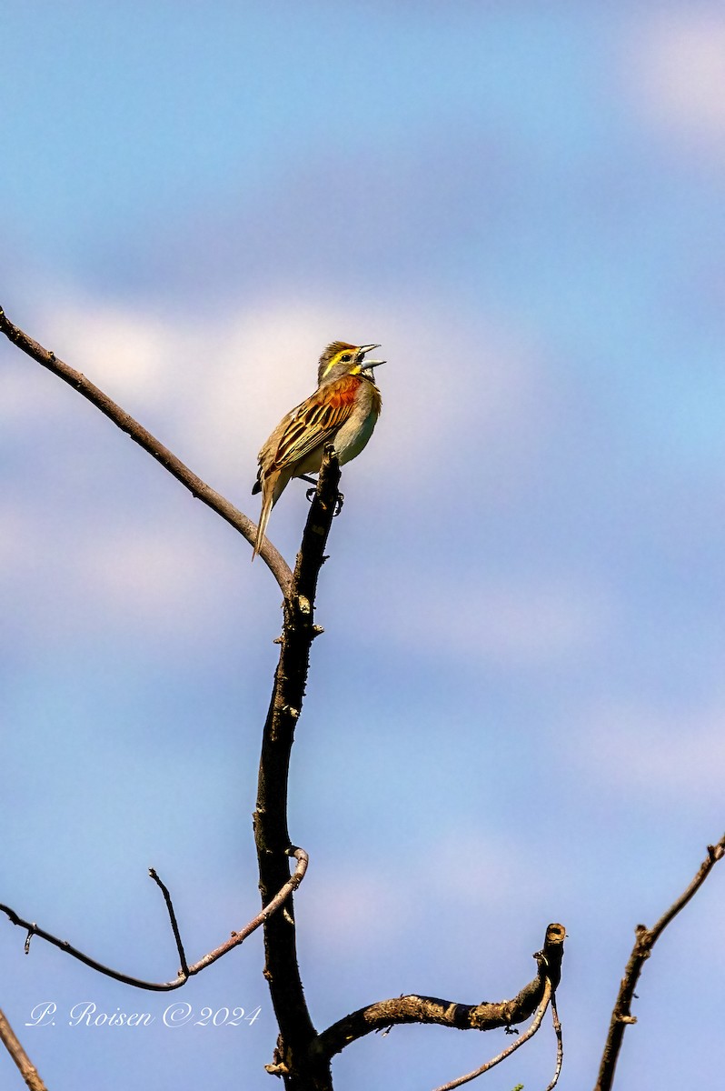 Dickcissel - ML619773067