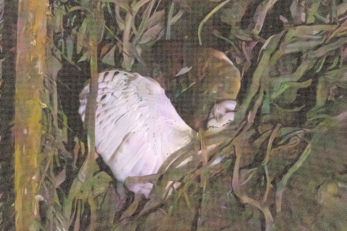 メンフクロウ（poensis） - ML619773082