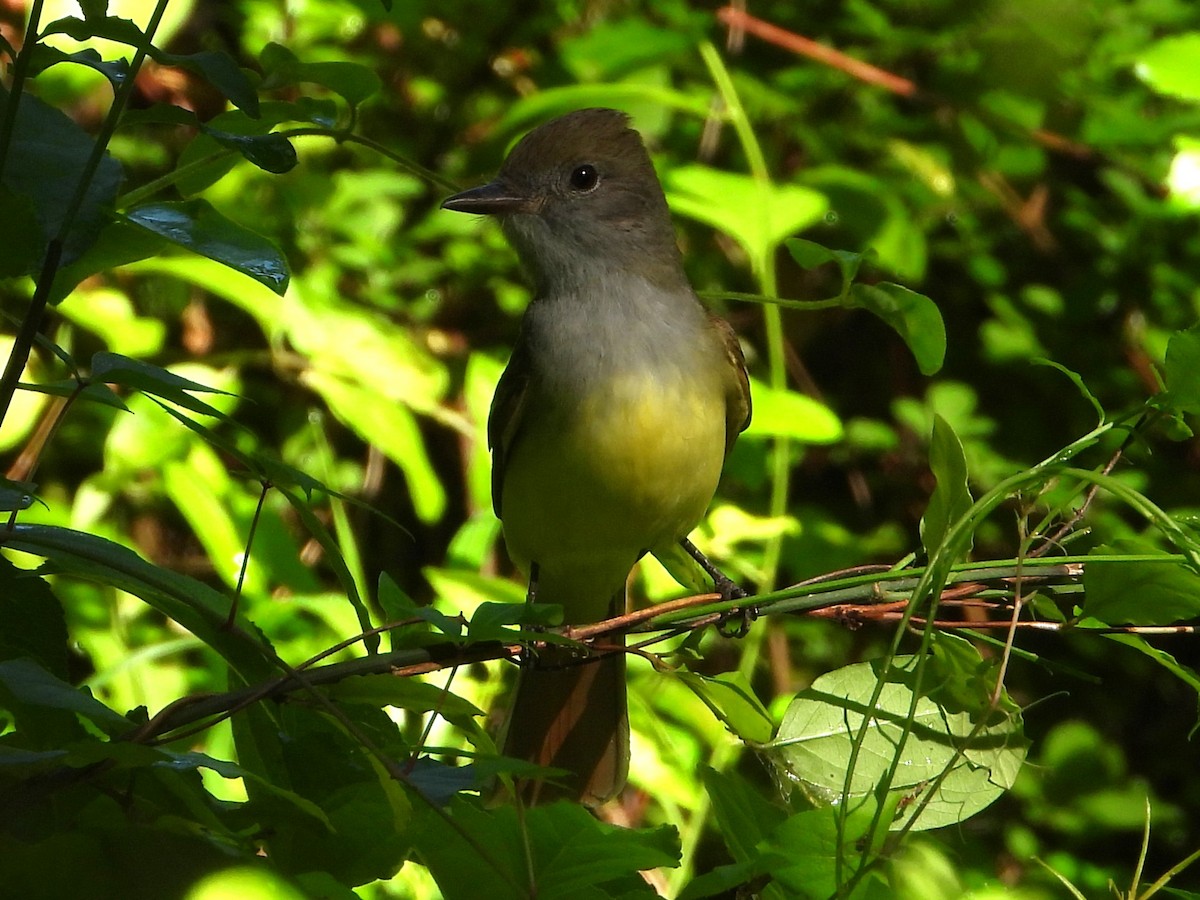 Great Crested Flycatcher - ML619773117