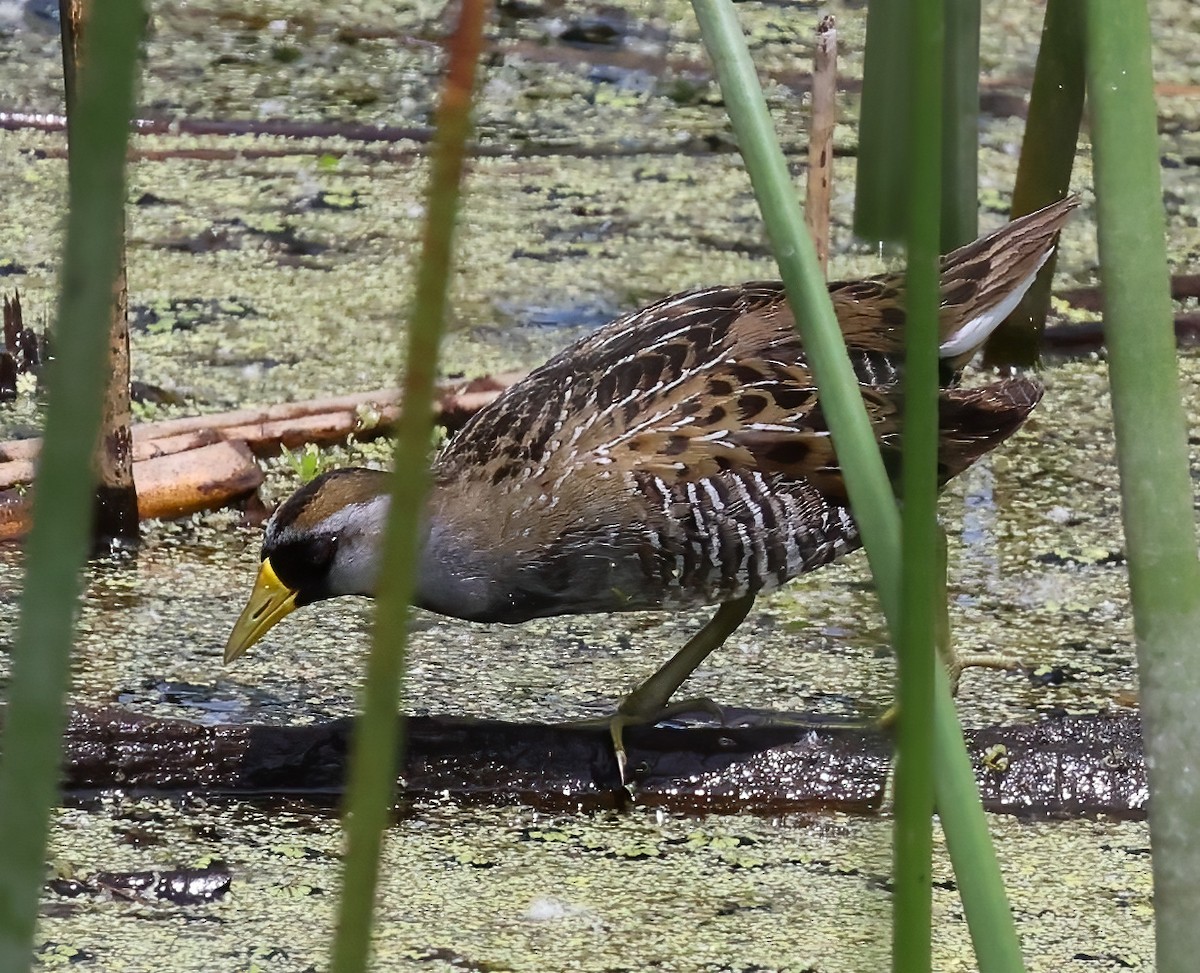 Polluela Sora - ML619773139