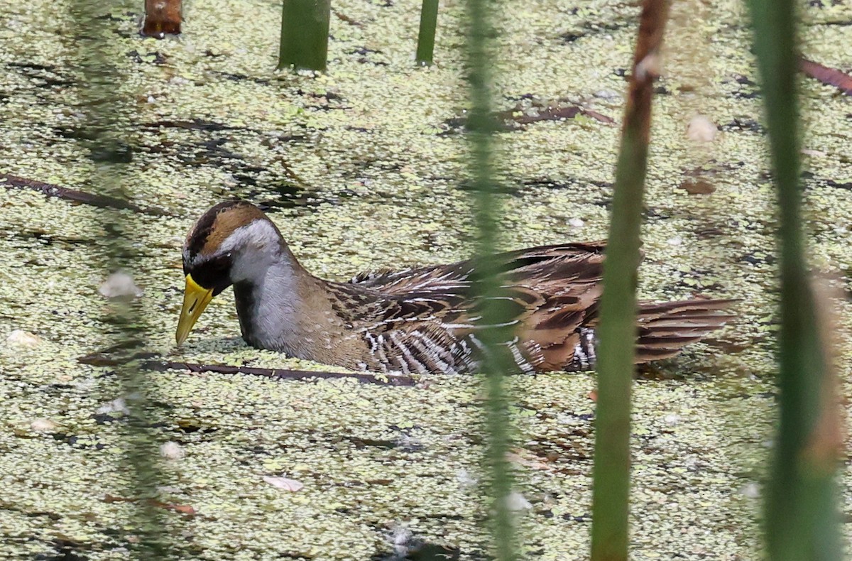 Polluela Sora - ML619773142