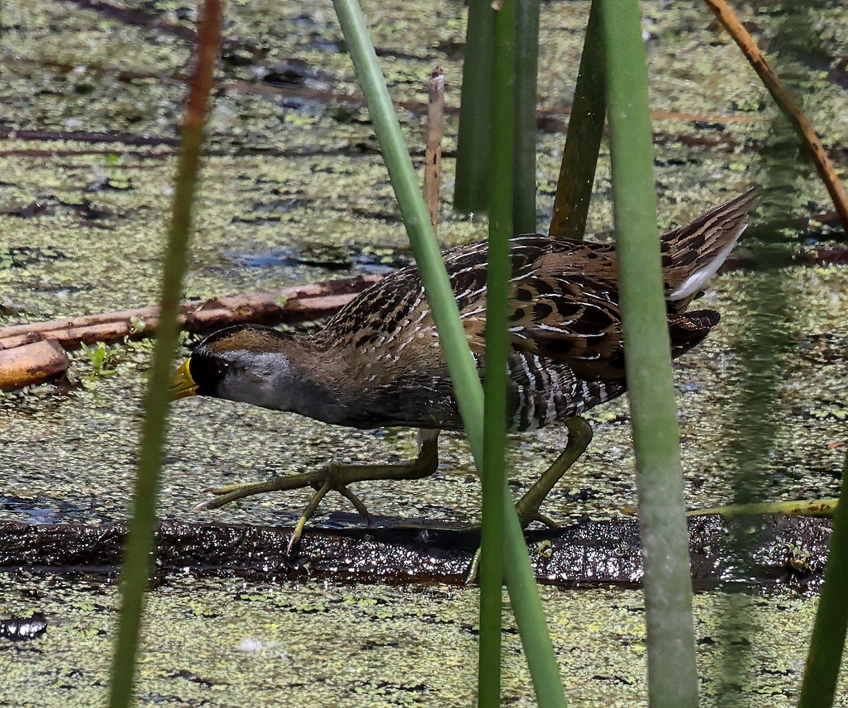 Polluela Sora - ML619773143