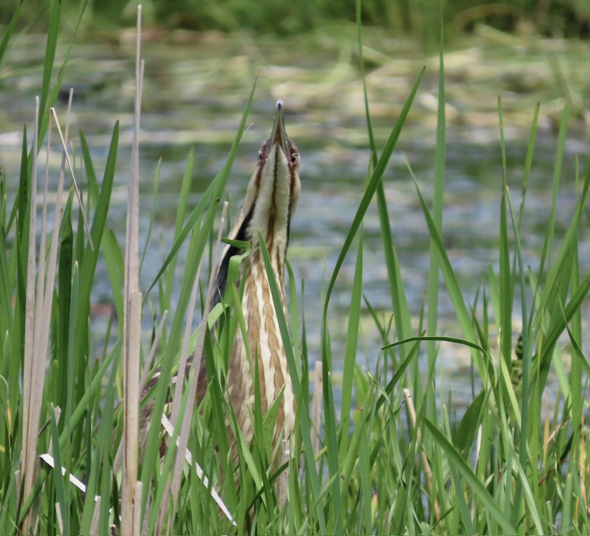 American Bittern - ML619773161