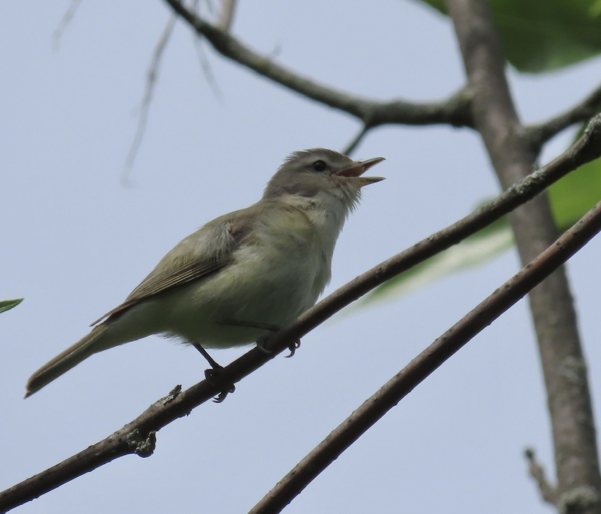 Warbling Vireo - ML619773174