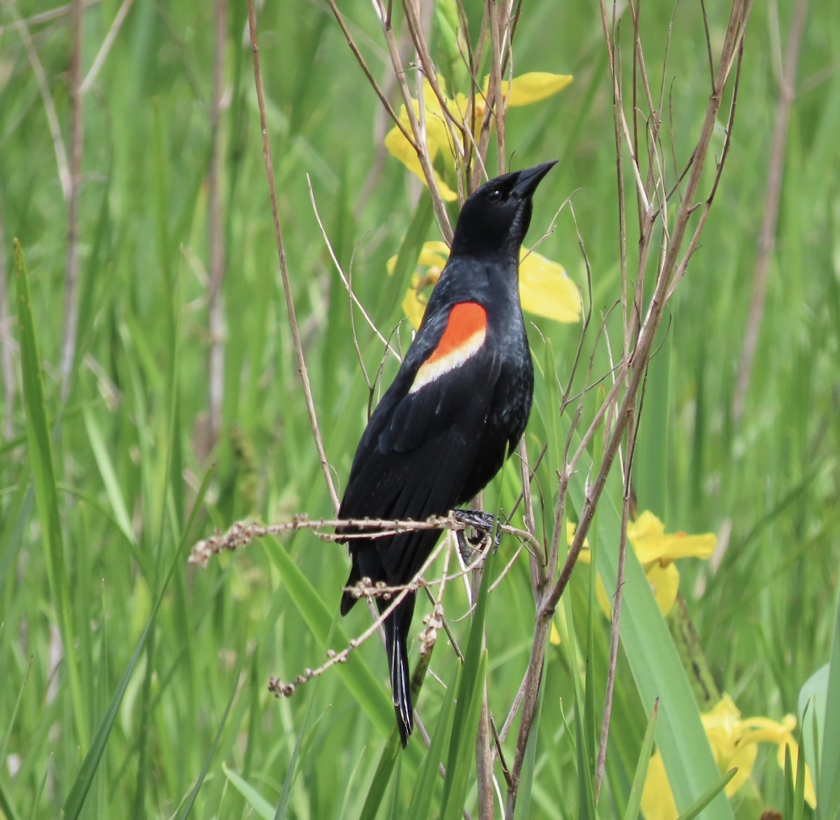 Red-winged Blackbird - ML619773185